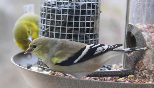 Goldfinch in the feeder, with a warbler watching nearby ... East Texas, January 2014